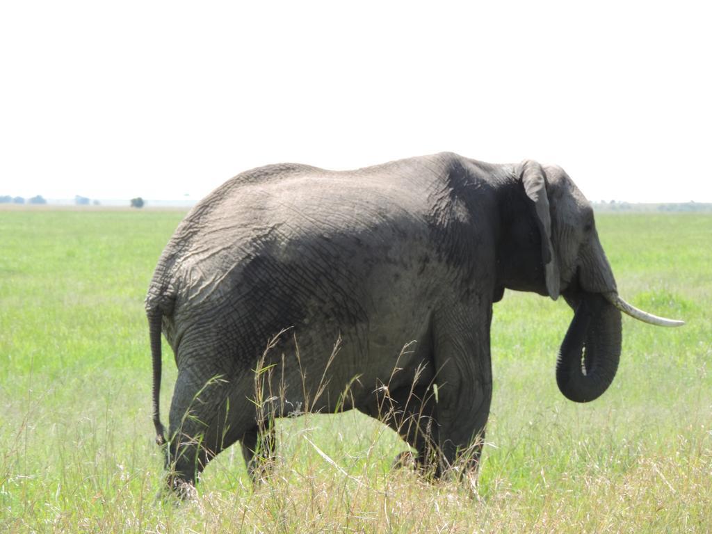 Enchoro Wildlife Camp Hotel Ololaimutiek Ngoại thất bức ảnh