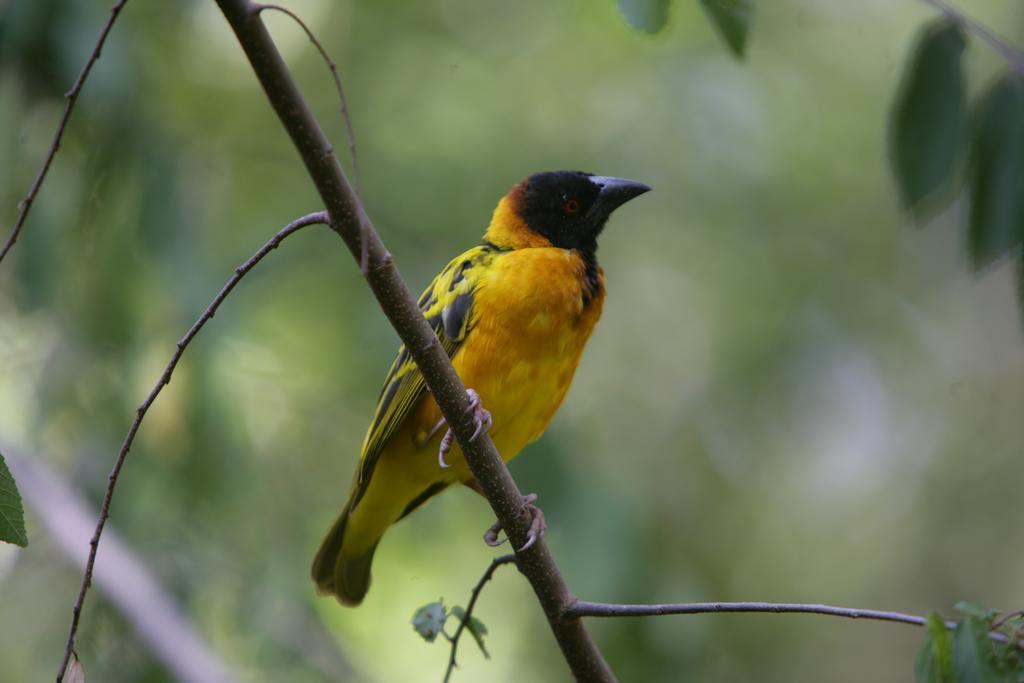 Enchoro Wildlife Camp Hotel Ololaimutiek Ngoại thất bức ảnh