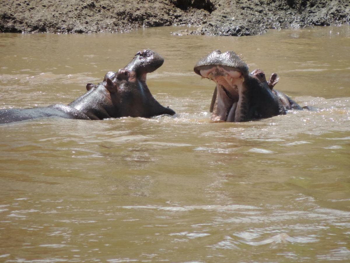 Enchoro Wildlife Camp Hotel Ololaimutiek Ngoại thất bức ảnh